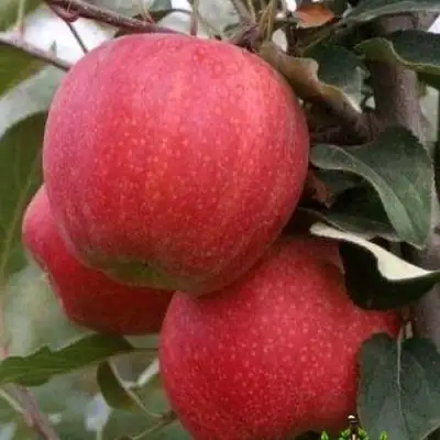 Яблоня ГАЛА ШНИГА в Новополоцке