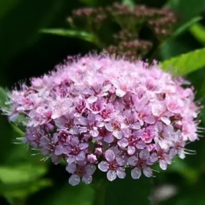 Спирея ПИНК СПАРКЛЕР в Новополоцке