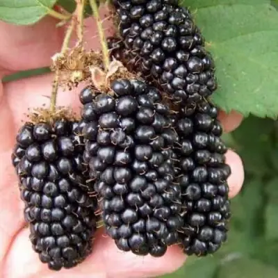 Ежевика ЛОХ НЕСС бесшипная  в Новополоцке