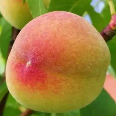 Персик ВЕТЕРАН в Новополоцке