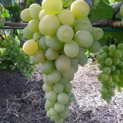 виноград Фрумоаса Албе