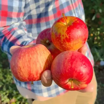 Яблоня КРАСАВИТА в Новополоцке