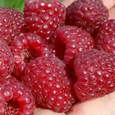 Малина ГИГАНТ РУБИНОВЫЙ в Новополоцке