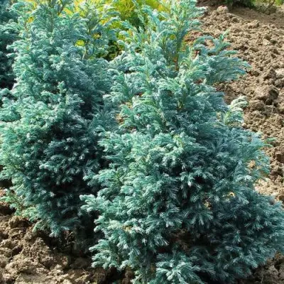 Кипарисовик БУЛЕВАРД горохоплодный в Новополоцке