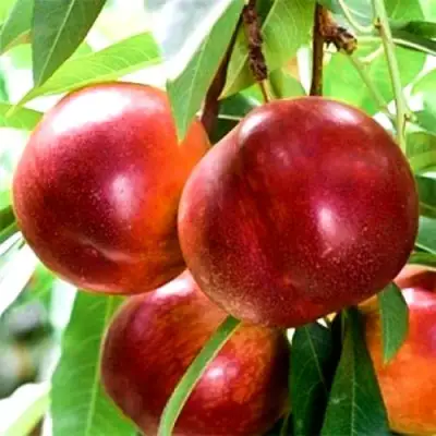 Нектарин СТАРК РЕД ГОЛД в Новополоцке