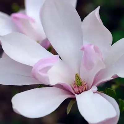 Магнолия ПИНКИ в Новополоцке