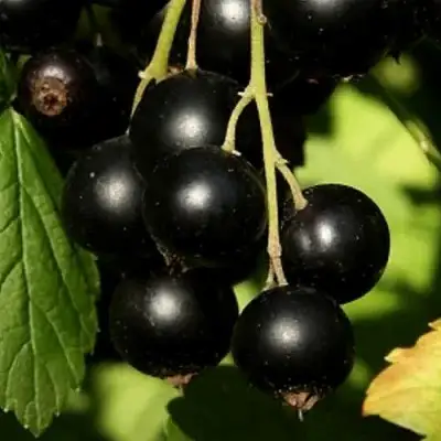 Смородина черная КЛУССОНОВСКАЯ в Новополоцке