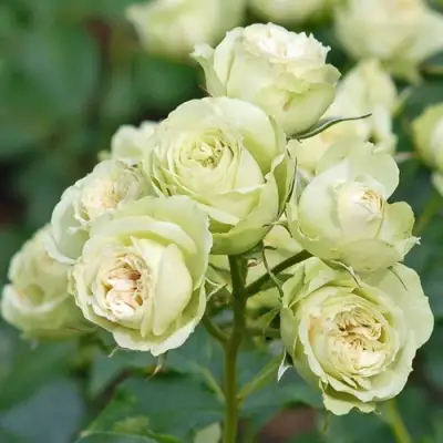 Роза ГРИН ДАЙМОНД миниатюрная в Новополоцке