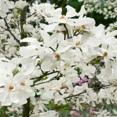 Магнолия ЛЕБНЕРА МЕРРИЛЛ в Новополоцке