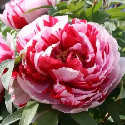 Пион РЕД ВИЗ ПИНК древовидный в Новополоцке