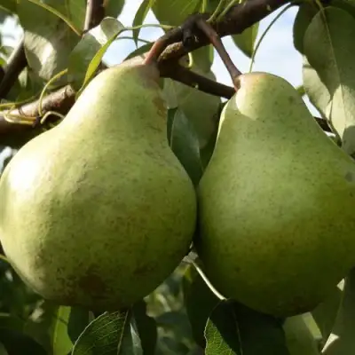 Саженцы груши Завея