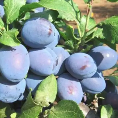 Слива ГИЛЬБЕРТ в Новополоцке