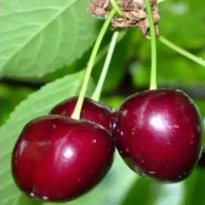 Черешня ВАСИЛИСА в Новополоцке