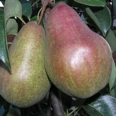 Груша БРЯНСКАЯ КРАСАВИЦА в Новополоцке