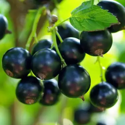 Смородина чёрная ВЕЛОЙ (ЛЕНИНГРАДСКАЯ СЛАДКАЯ) в Новополоцке