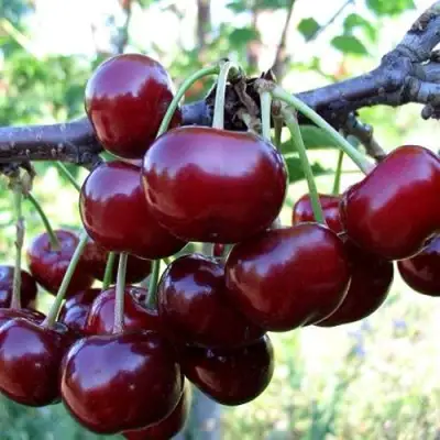 Дюк ЖИВИЦА (ЧЕРЕВИШНЯ) в Новополоцке