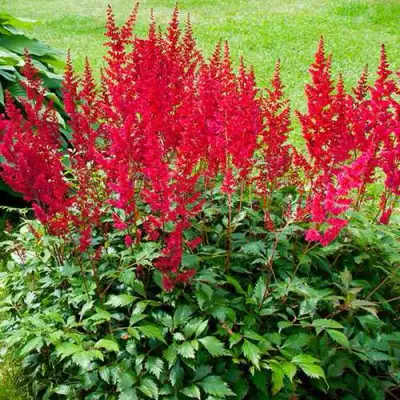 Астильба КОБЛЕНЦ японская в Новополоцке