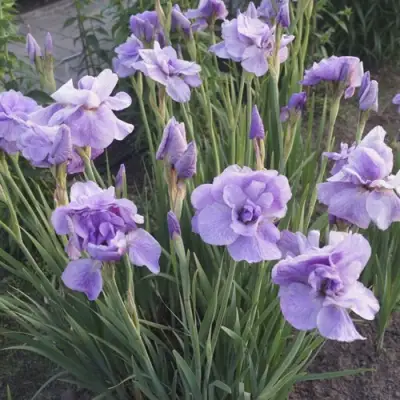 Ирис ИМПЕРИАЛ ОПАЛ сибирский в Новополоцке