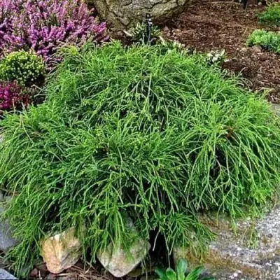 Кипарисовик ФИЛИФЕРА НАНА горохоплодный  в Новополоцке