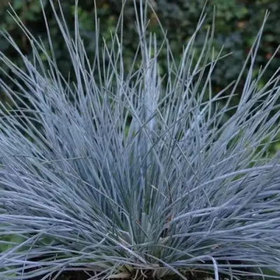 Овсяница АЙСФОГЕЛЬ сизая в Новополоцке