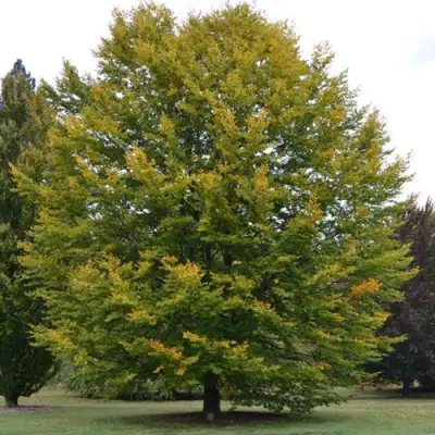 Бук лесной в Новополоцке