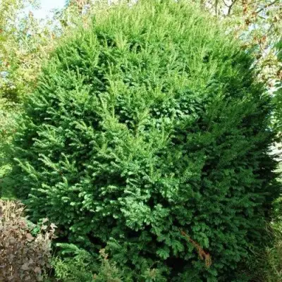 Тис РЕПАНДЕНС ягодный в Новополоцке