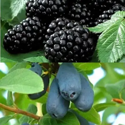 Комплект ЯГОДНЫЙ ДУЭТ в Новополоцке