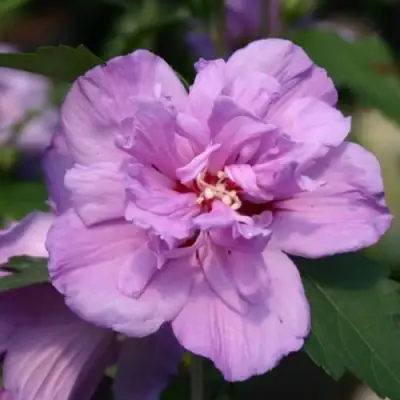 Гибискус АРДЕНС сирийский в Новополоцке