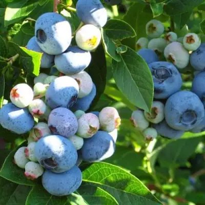 Голубика ДАРРОУ в Новополоцке