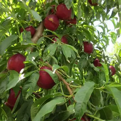 Нектарин ЭКСТРИМ БЬЮТИ в Новополоцке