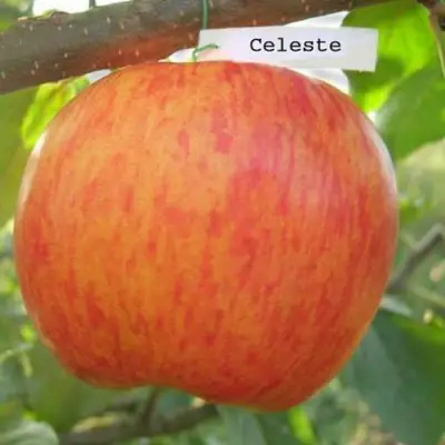 Яблоня ЦЕЛЕСТЕ в Новополоцке