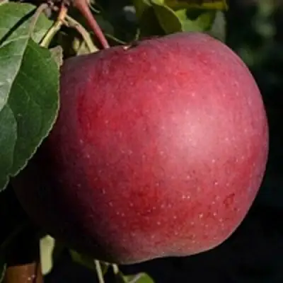 Яблоня БЕЛОРУССКОЕ СЛАДКОЕ в Новополоцке