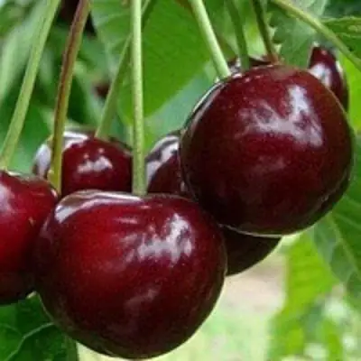 Вишня МИЛАВИЦА в Новополоцке