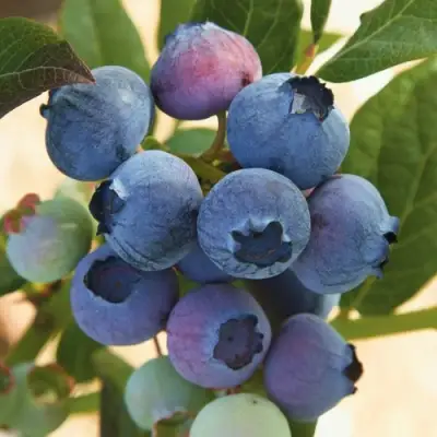 Голубика ОСОРНО в Новополоцке