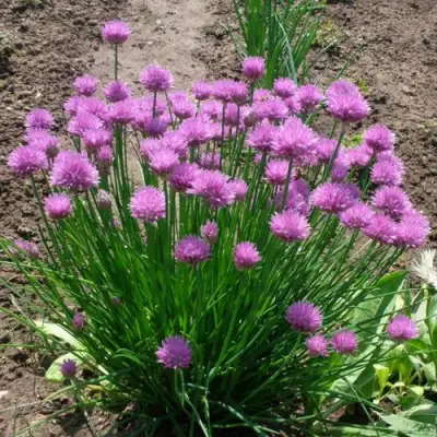 Лук-шнитт в Новополоцке