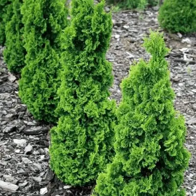 Туя ЗМАТЛИК западная в Новополоцке