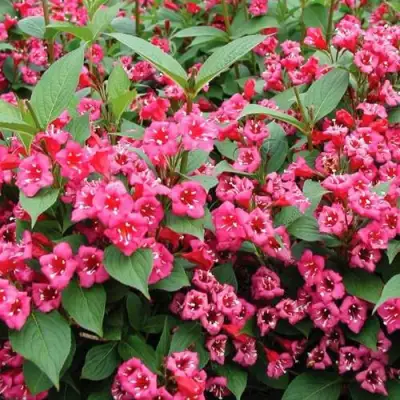 Вейгела БРИСТОЛЬ РУБИ в Новополоцке