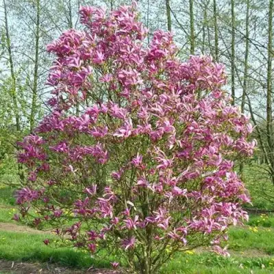 Магнолия СЬЮЗАН в Новополоцке