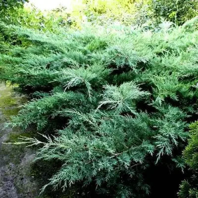 Можжевельник ПФИТЦЕРИАНА ГЛАУКА  средний в Новополоцке