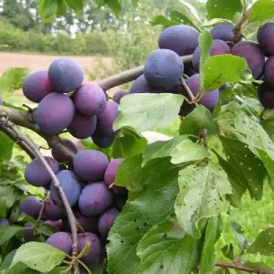 Слива ПЕРДРИГОН в Новополоцке