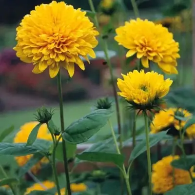 Подсолнечник СОЛЕЙЛ ДЕ ОР в Новополоцке