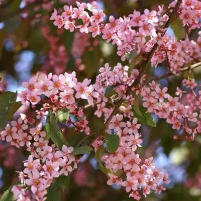 Черемуха КОЛОРАТА в Новополоцке