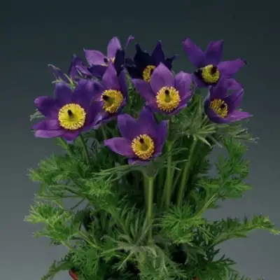 Прострел ПИНВИЛ БЛЮ ШЕЙДЕС в Новополоцке