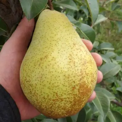 Груша ГЕНЕРАЛ ЛЕКЛЕРК в Новополоцке