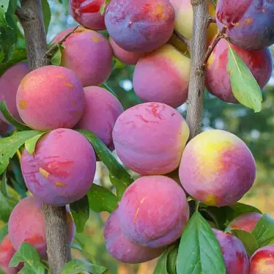 Слива КОЛОННОВИДНАЯ в Новополоцке