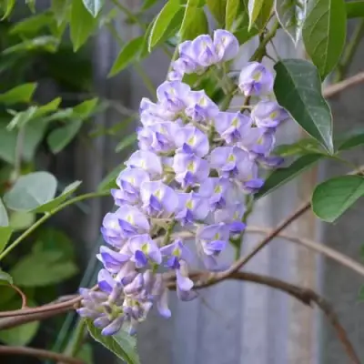 Глициния макростахия БЛЮ МУН в Новополоцке