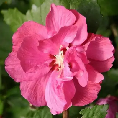 Гибискус ДЮК ДЕ БРАБАНТ сирийский  в Новополоцке