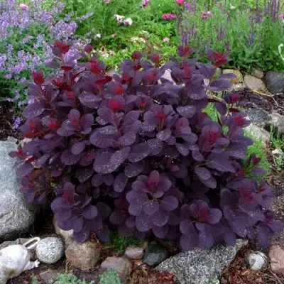 Скумпия РОЯЛ ПЕРПЛ кожевенная в Новополоцке