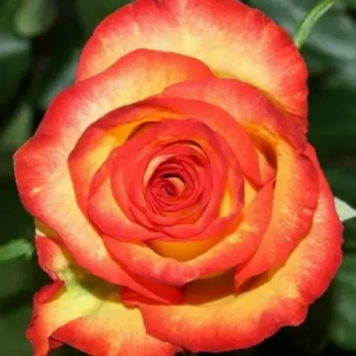 Роза ХАЙ МЭДЖИК чайно-гибридная в Новополоцке