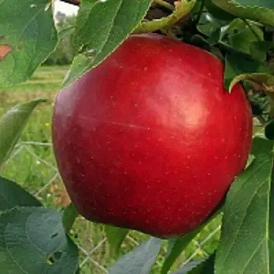 Яблоня РЕДФРИ в Новополоцке